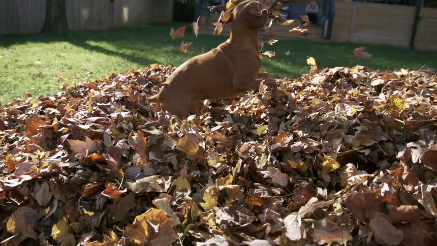 A brown dog joyfully bursts up through a huge pile of dry leaves grabbing a large stick in the grass