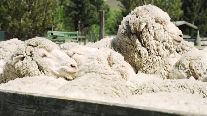 Group of thickwool sheep resting close together inside a pen