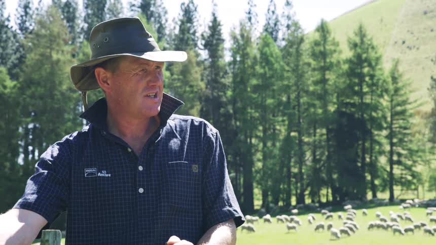 The shepherd is standing in front of a pasture of grazing sheep