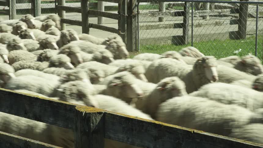 The flock of sheep run past the fence