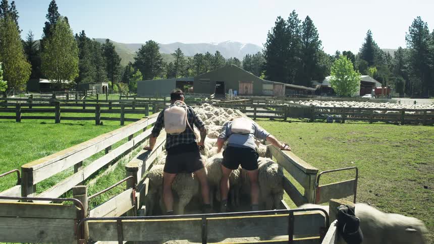 Two young men sorting a flock of sheep at a gate in a farm during daytime