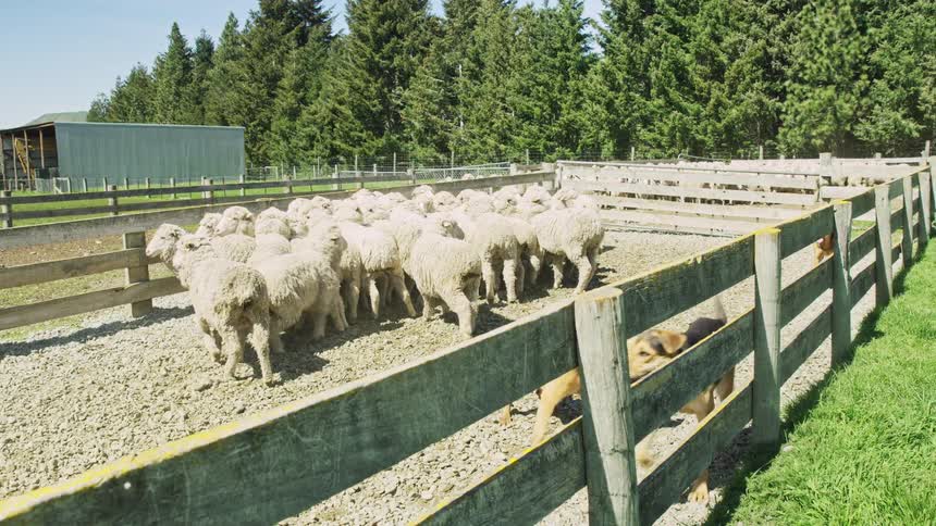 The dog jumps the fences keeping the sheep