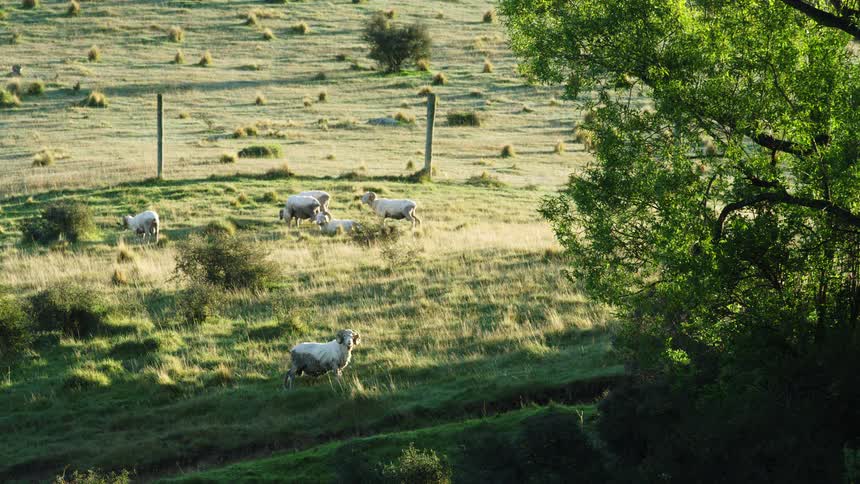 A herd of sheep grazes peacefully across a sunlit grassland at midday