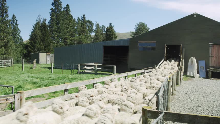 Flock of sheep enters a green barn through a fenced path in a rural setting with hills and trees in the background