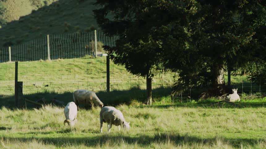 Pastoral scene of sheep grazing in a sunlit field near a wire fence with one resting in the shade of a tall evergreen