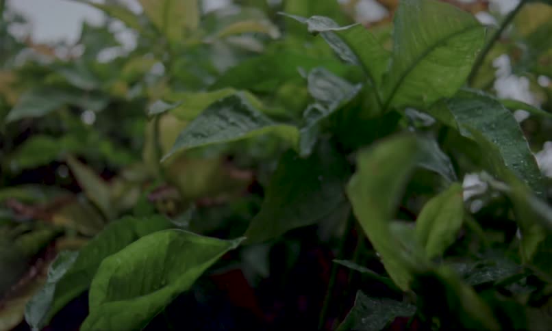 Water is splashed on the plants