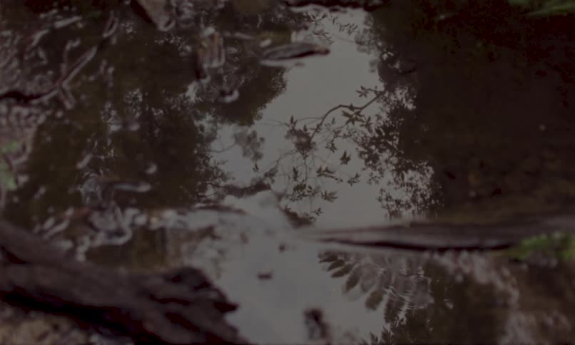 Reflection of branches and leaves in a puddle on the ground