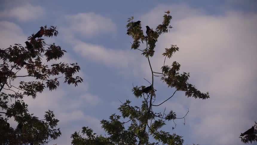 Silhouettes of birds perched on branches against partly cloudy sky