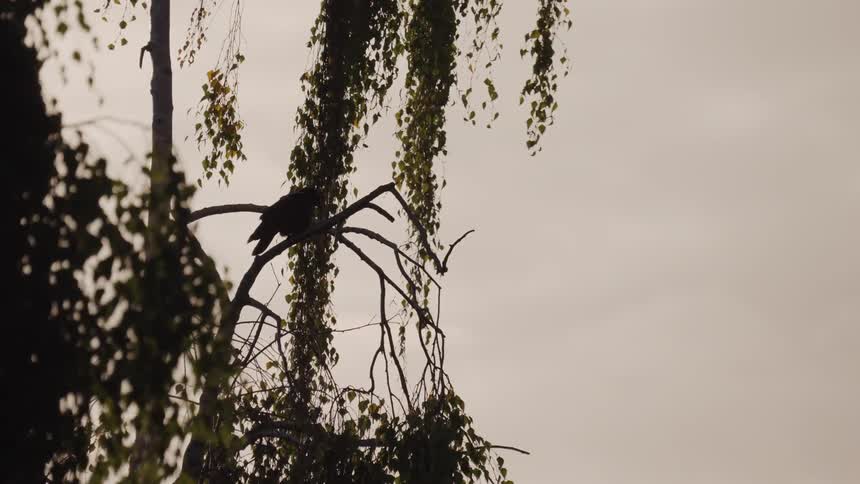 The bird flies from the branch
