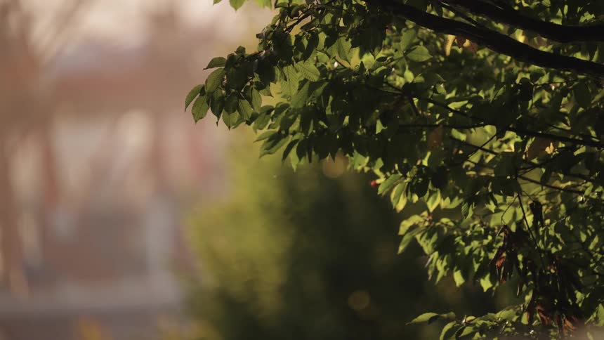 Green leaves lit by sunlight with blurred background and faint urban elements