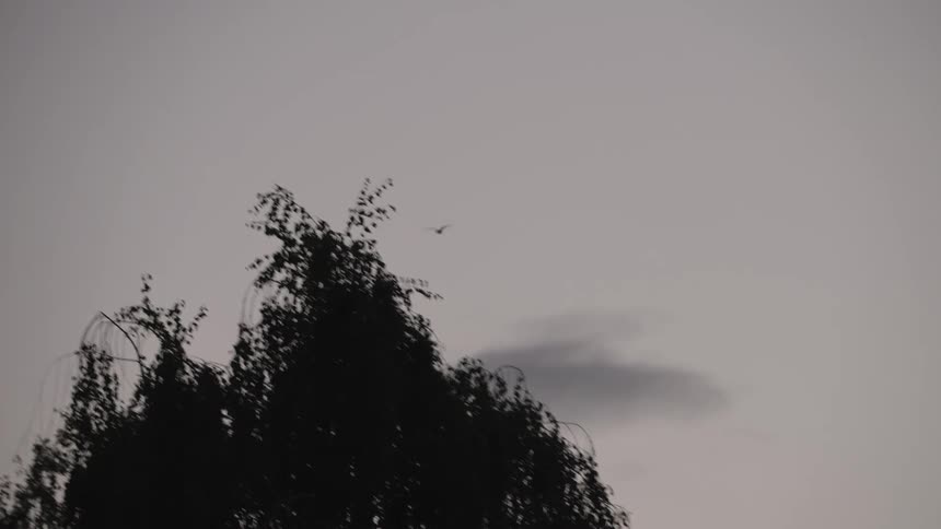 Lone bird flies across a cloudy empty sky
