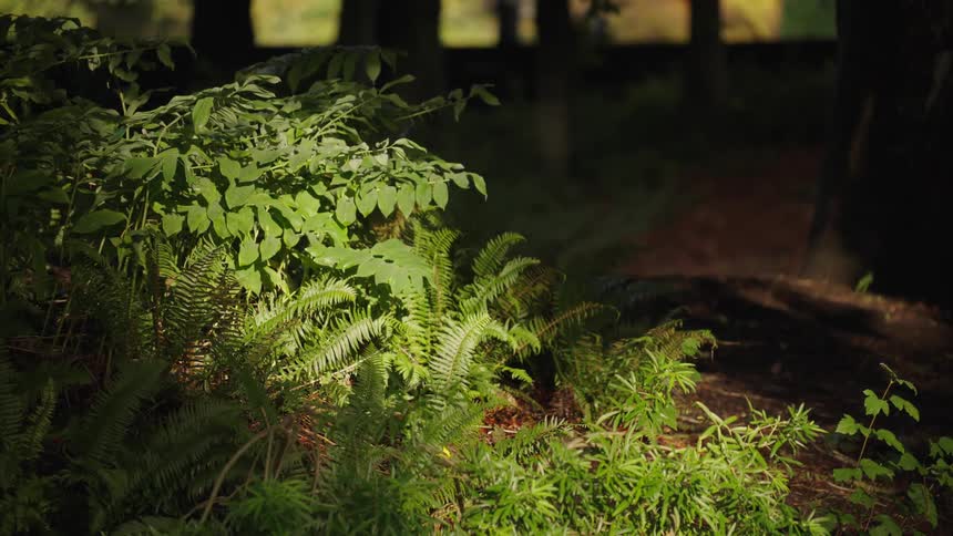 The video is a lowangle closeup shot of a cluster of lush green ferns and bushes in a forest heavily shadowed by trees a ray of sunlight streaks across the plants in the foreground creating a highcontrast and dramatic lighting effect