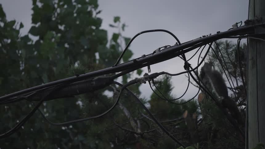 Squirrel walking on wire among cables and greenery under cloudy sky