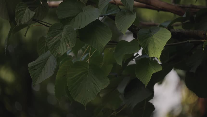 The frame is filled with several dark green heartshaped leaves that appear to have serrated edges and are slightly waving or rustling in a subtle breezethe background is dark and out of focus bokeh emphasizing the texture and outline of the leaves