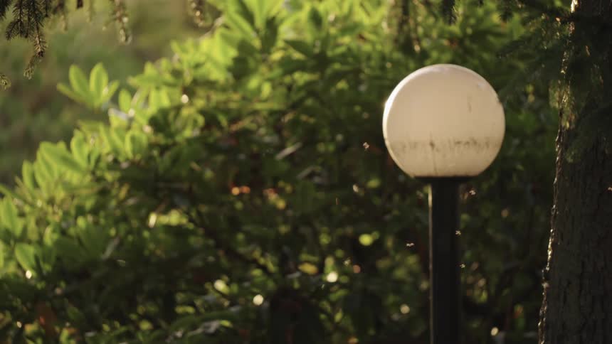 Spherical light post surrounded by sunlit greenery