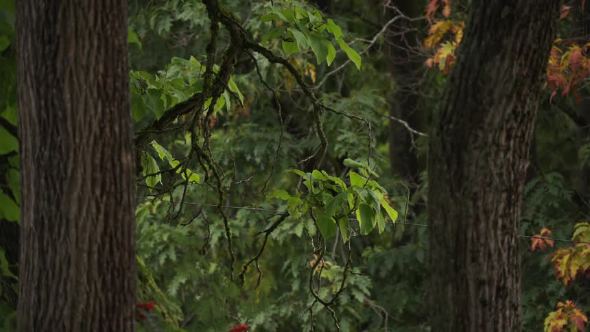 Tree trunks and branches with green foliage and autumn tones in dense forest area