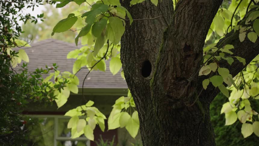 A tree with light green leafs is growing in a yard near a house