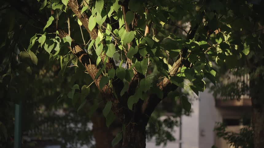 Close up of a tree outdoors in a city during daytime