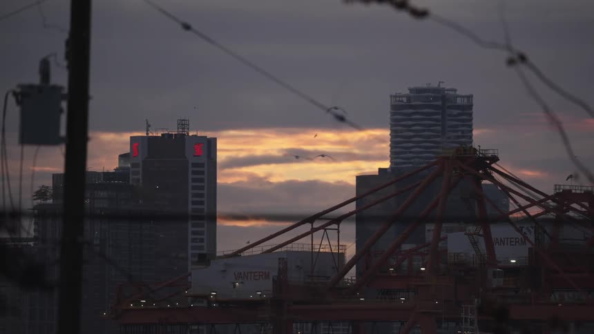 The birds fly around the skyline in the city