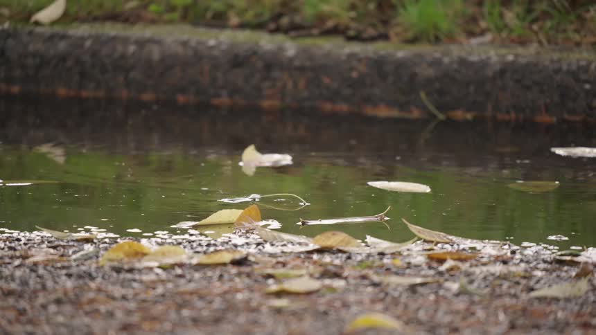 Leaves fall into the pond