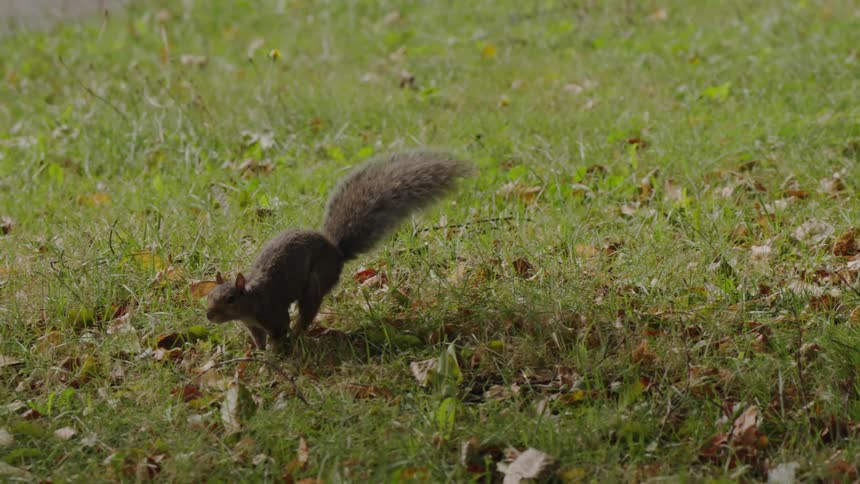 A gray squirrelwith a bushy tail runs through dewy grass scattered with autumn leaves