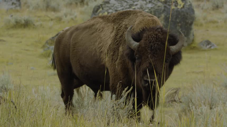 The bison is walking on the long field