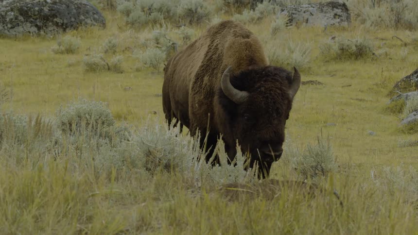 A bison is walking through a grassland on a summer day
