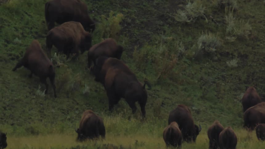 Herd of bison climbs up a vegetationcovered slope