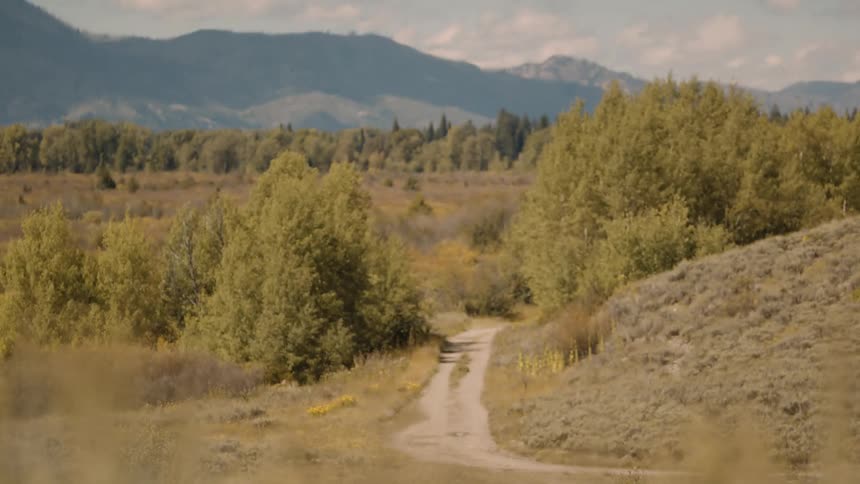 A dirt road winds through trees toward distant mountains