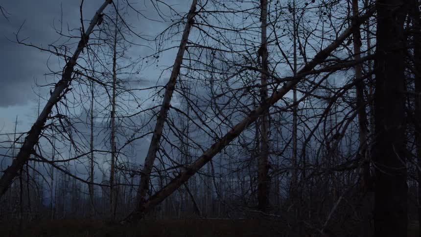 Charred and leaning trees form a forest under a stormy sky
