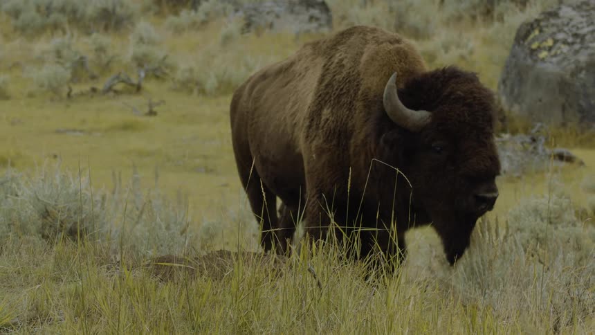 The bison turns its head on the field