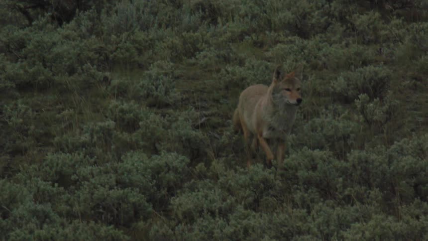 Coyote walks through dense vegetation on a mountainous terrain