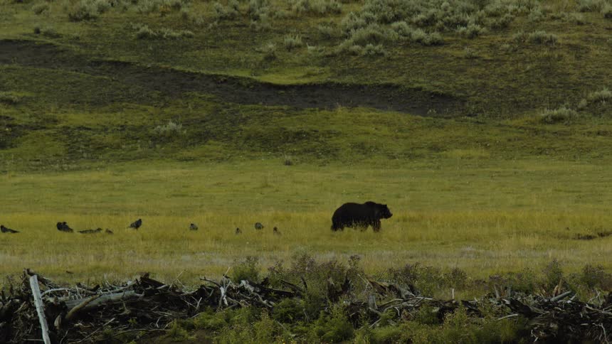 A black bear walks through a field at the base of a hill