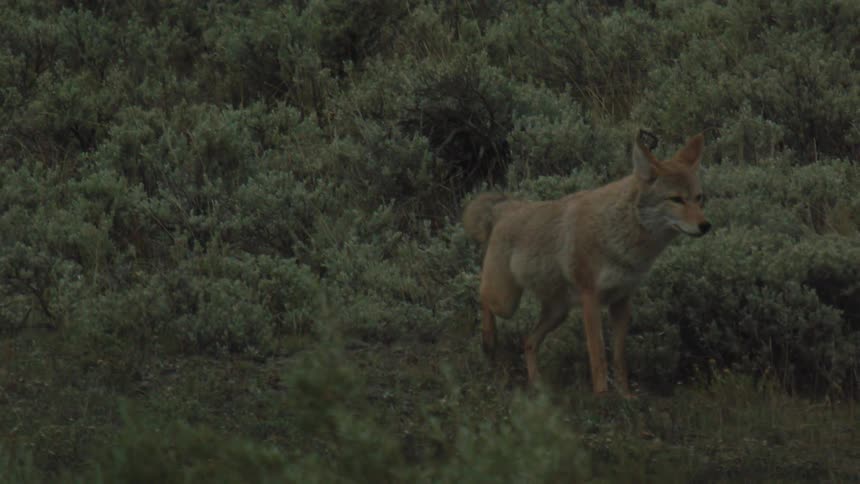 The coyote is kicking dirt on the field