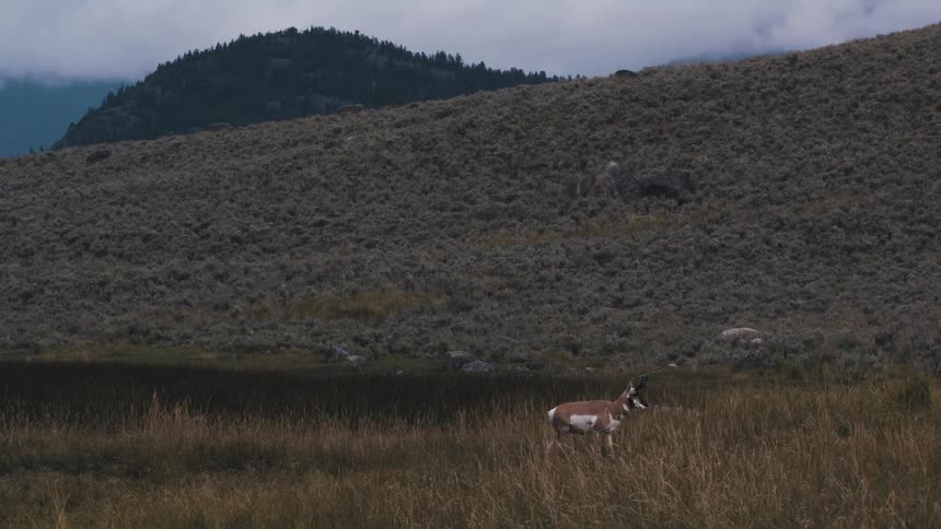 Lone antelope standing in a field surrounded by hills