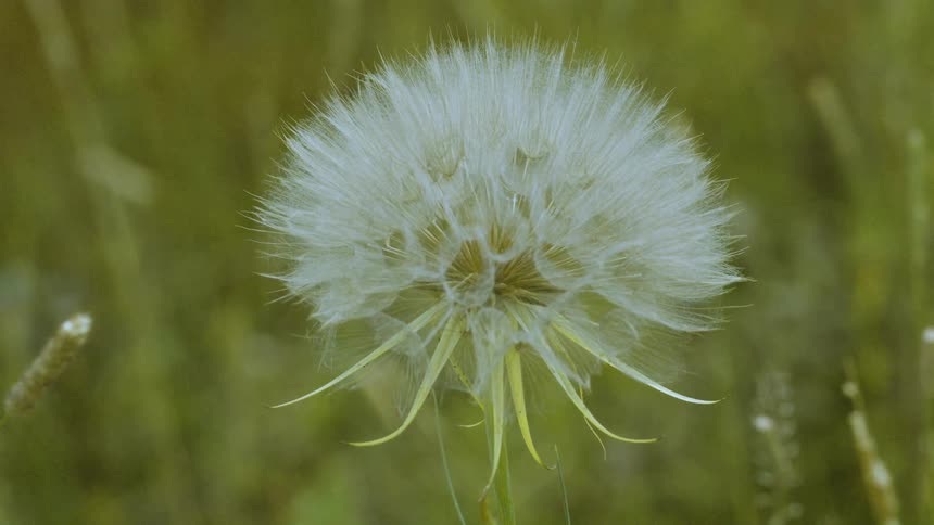 Dandelion displays spherical structure with seeds ready for dispersal