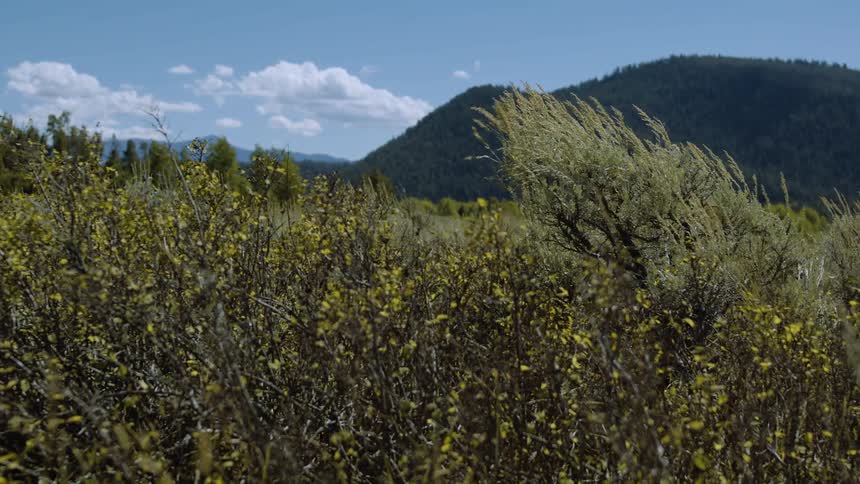 A breezy mountain valley with sagebrush and yellowtipped shrubs bends under a bright sky of puffy clouds
