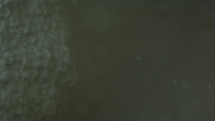 Wall surface covered with a damp greenish texture