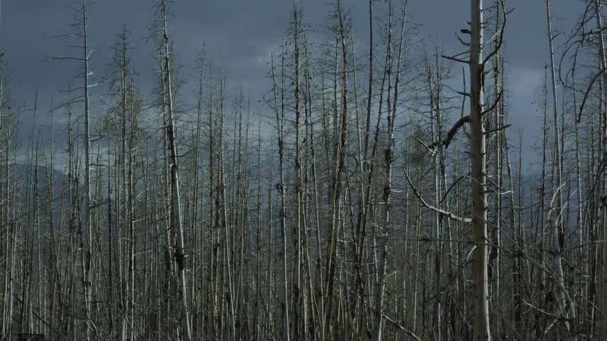 Row of burnt leafless trees under soft light and a cloudy sky