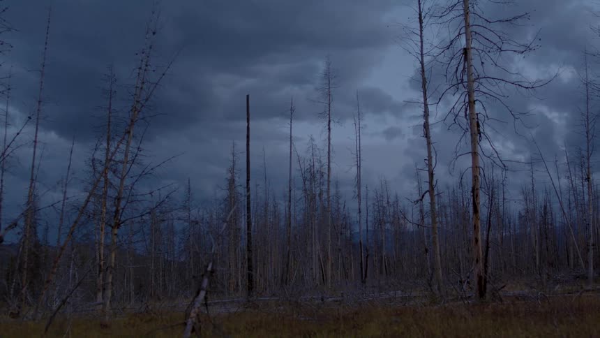 The trees are bare in the large forest