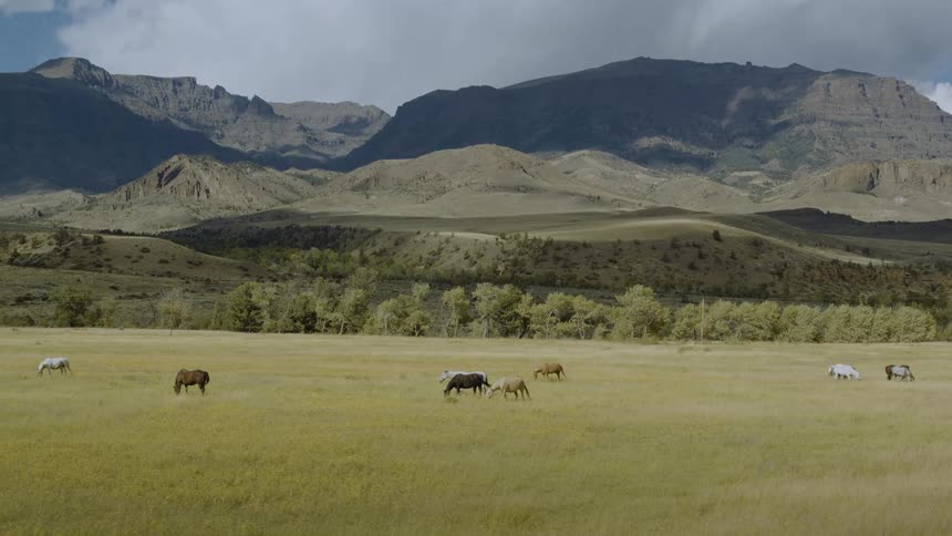 Scattered horses graze in a golden field before rocky mountains