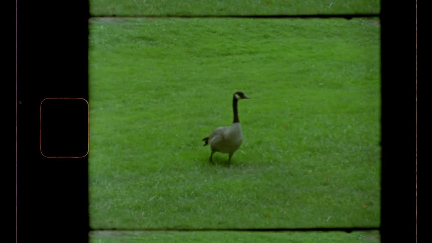 This vintagestyle video framed by film sprockets and black borders features a canada goose walking steadily across a bright evenly cut green lawn the shot is static and centered on the goose