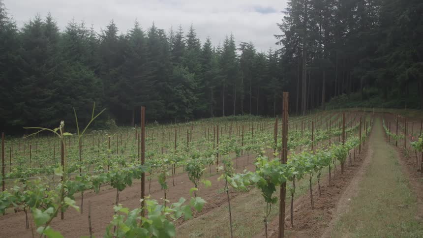 Rows of young grapevines grow in a vineyard at the edge of a dense forest on a cloudy day