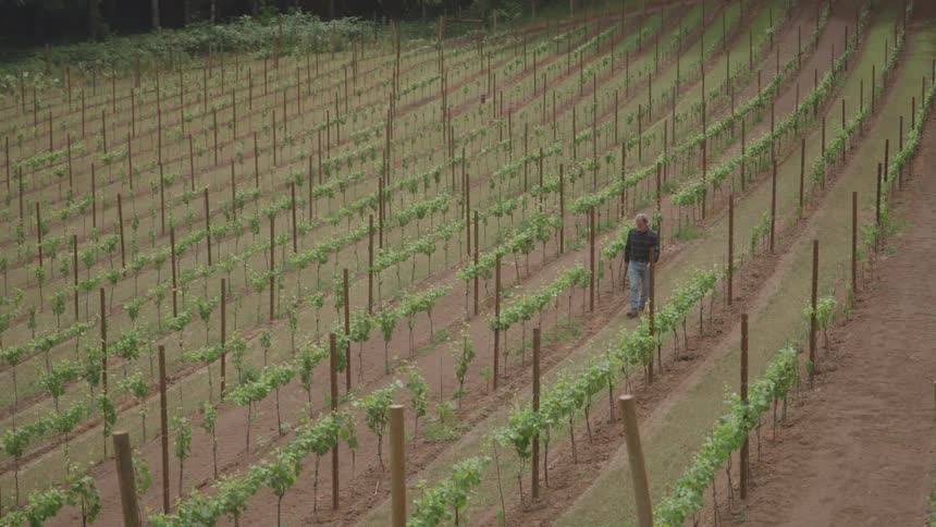 An overhead video shows a man in a dark shirt and jeans walking slowly down a dirt path between the perfectly aligned long rows of green grapevines in a large cultivated vineyard sloping uphill toward a dark forest