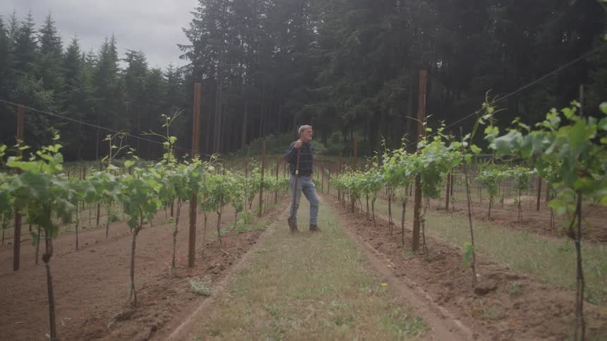 A farmer stands in his vineyard holding a tool over his shoulder and surveying the rows of grapevines