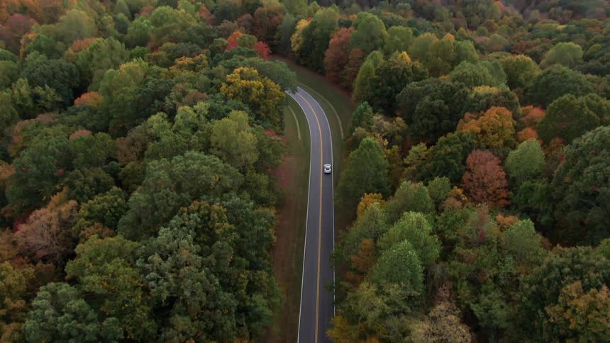Car drives along a road surrounded by dense vegetation in autumn tones