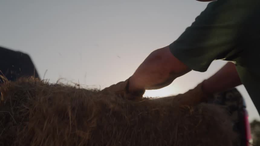 Close up of a man loading a hay bundle into the back of a truck outdoors at sunset
