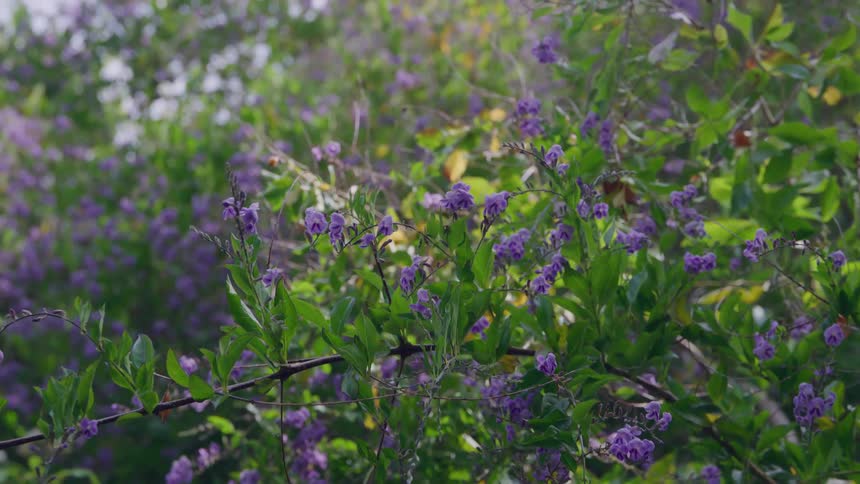 The video is a closeup of a plant with vibrant purple flowers and deep green foliage swaying slightly in a gentle breeze the scene is brightly lit by the sun which creates bright spots and dappled shadows on the leaves and flowers