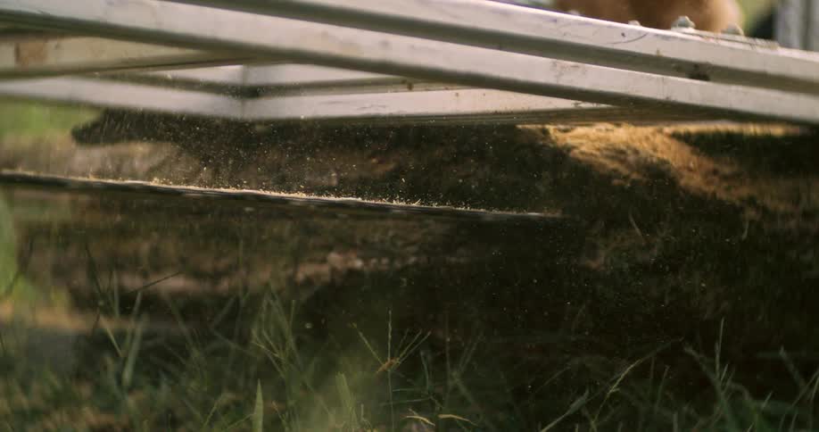A chainsaw slices horizontally through a large log sending a spray of sawdust into the air