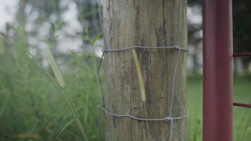A rural area at midday features a steel gate fastened to a weathered log of wood surrounded by tall grasses swaying gently under the bright sun